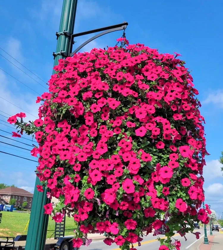 💥Special Price $16.98🌺Simulation Artificial Morning Glory - Image 6