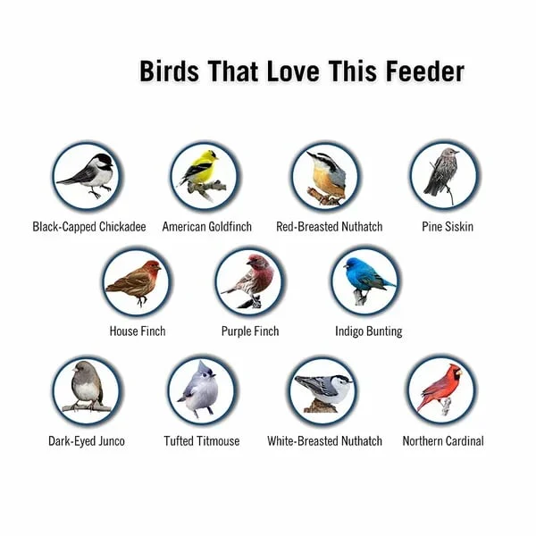 Radiantgrp - 🔥🔥Squirrel-Proof Bird Feeder - Image 2