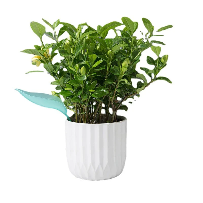 Watering Leaves(BUY 5 GET 5 FREE) - Image 10