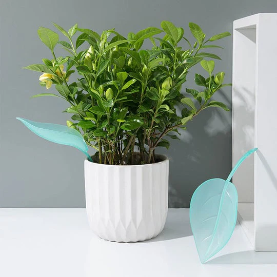 Watering Leaves(BUY 5 GET 5 FREE) - Image 6
