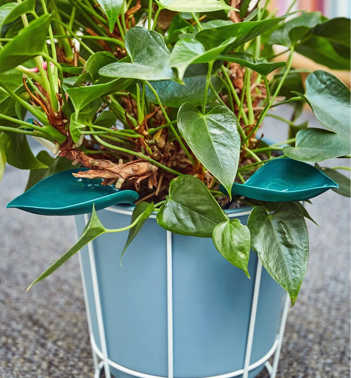 Watering Leaves(BUY 5 GET 5 FREE) - Image 8