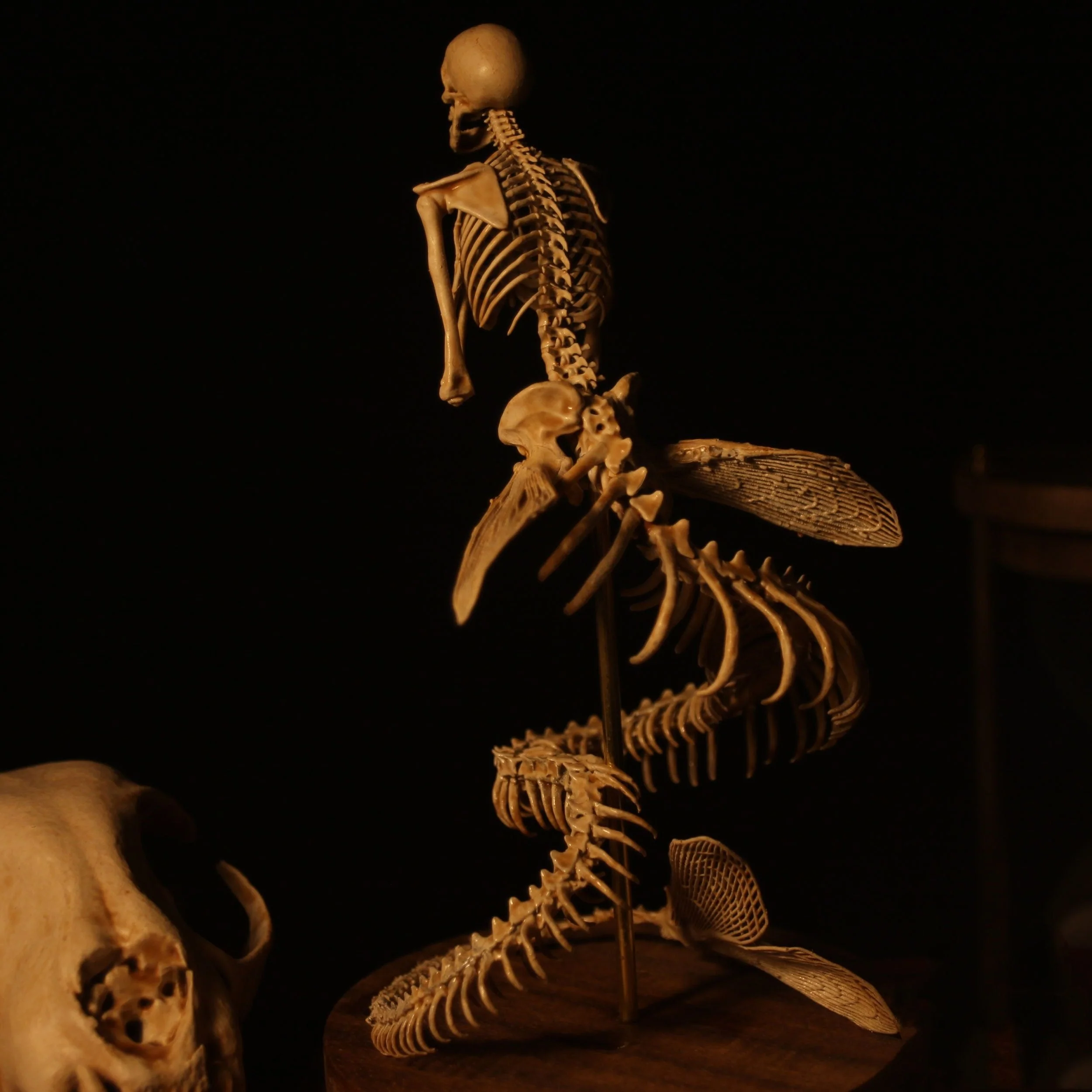 Radiantgrp - WENDIGO SKELETON CURIOSITY CABINET - Image 16