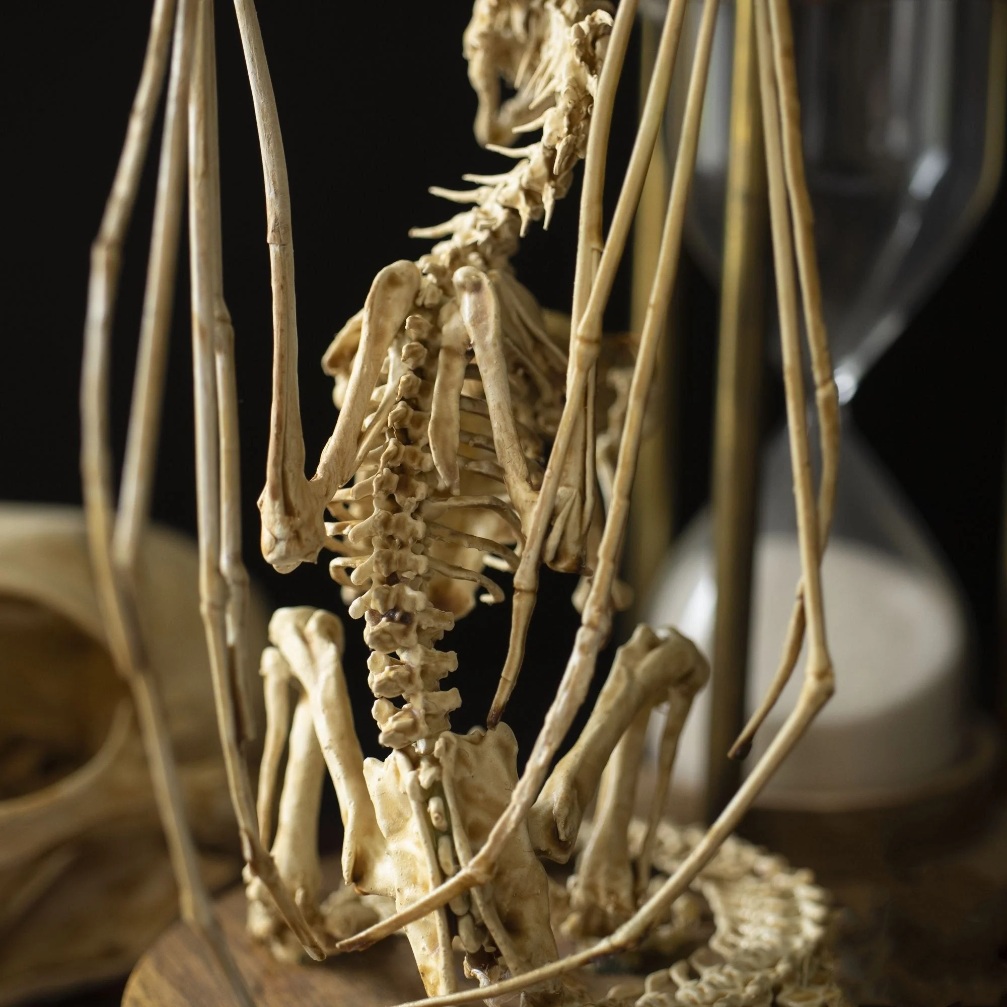 Radiantgrp - WENDIGO SKELETON CURIOSITY CABINET - Image 7